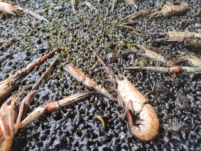 Riz noir à l'encre de seiche et langoustines